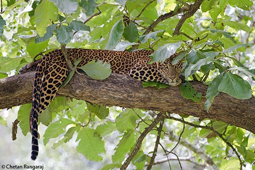 A male asiatic leopard <i>(panthera pardus)</i> peeking out from under some leaves.