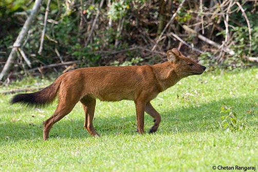 An Indian Wild dog or Dhole <i>(Cuon alpinus)</i>.