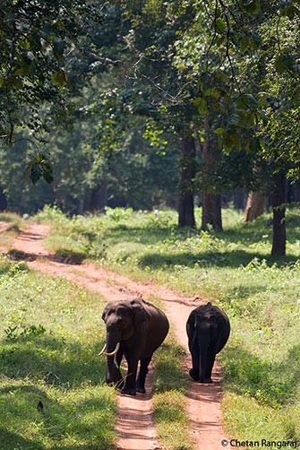 Indian Elephants <i>(Elephas maximus indicus)</i> on a jungle trail.