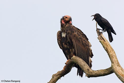 A Red-headed Vulture <i>(Sarcogyps calvus)</i> being badgered by a large-billed crow <i>(Corvus macrorhynchos)</i>.