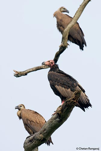 Red-headed and Indian vultures.