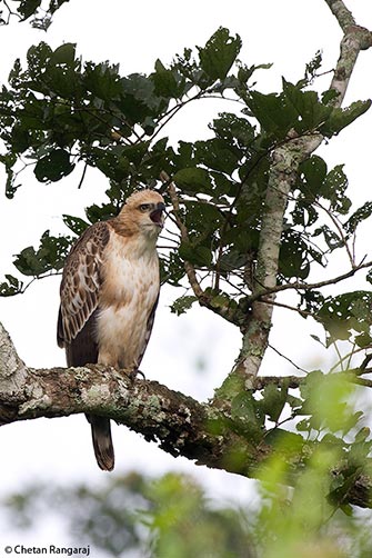 A young Crested Hawk-Eagle <i>(Nisaetus cirrhatus)</i> calling out.