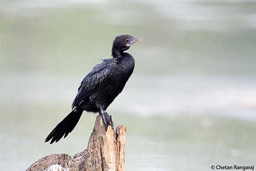 A little cormorant <i>(Phalacrocorax niger)</i> perched on a tree stump.