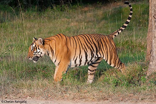 A male Bengal Tiger <i>(Panthera tigris)</i> marking his territory.