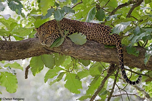 A male asiatic leopard <i>(Panthera pardus)</i> gazing into the distance.