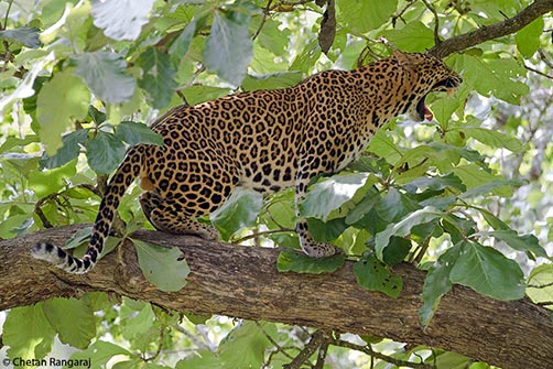 A male asiatic leopard <i>(Panthera pardus)</i> yawning.