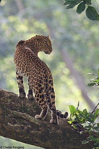 A female Asiatic Leopard <i>(Panthera pardus)</i> on the lookout.
