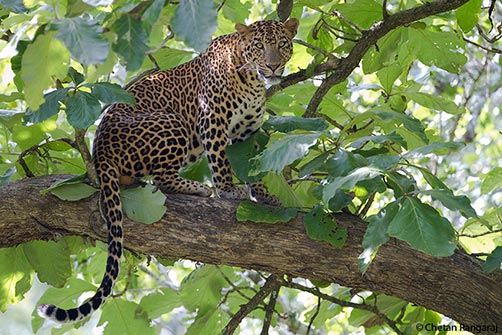A male asiatic leopard <i>(Panthera pardus)</i>.