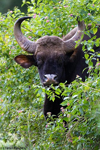 A large Gaur bull <i>(Bos Gaurus)</i> peering out from a Lantana thicket.