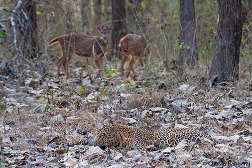 A pair of Chital <i>(Axis axis)</i> watching a leopard <i>(Panthera pardus)</i> on the ground.