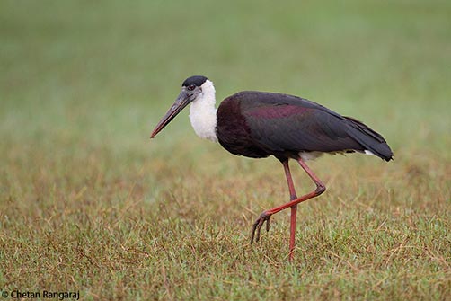 A wooly-necked stork <i>(Ciconia episcopus)</i> on the banks of the Kabini.