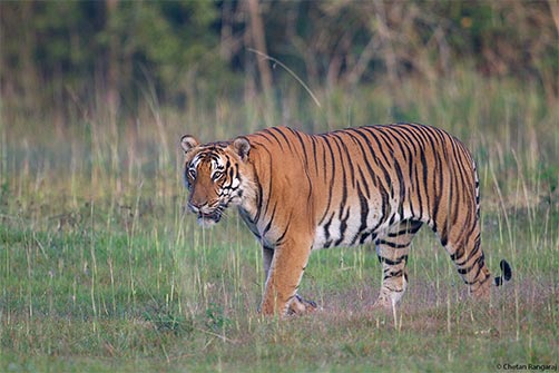 A male Bengal Tiger <i>(Panthera tigris)</i> on the prowl in the Bandipur National Park.