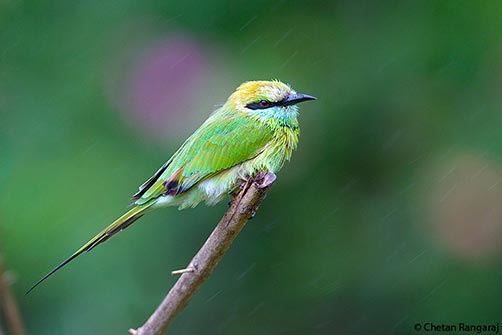 A Green Bee-eater <i>(Merops orientalis)</i> getting soaked during a monsoon shower.
