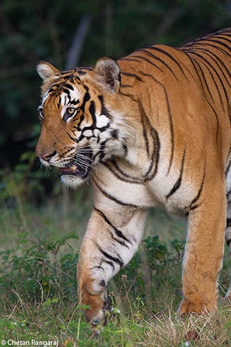 Portrait of a male Bengal Tiger <i>(Panthera tigris)</i>.