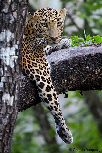 Portrait of an Asiatic Leopard <i>(Panthera Pardus)</i>.