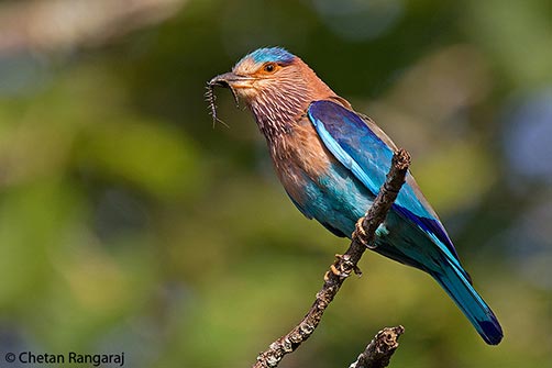 An Indian Roller <i>(Coracias benghalensis)</i> with a centepede.