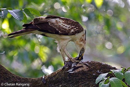 A Changeable Hawk-Eagle <i>(Nisaetus cirrhatus)</i> feeding on a Common Myna <i>(Acridotheres tristis)</i>.