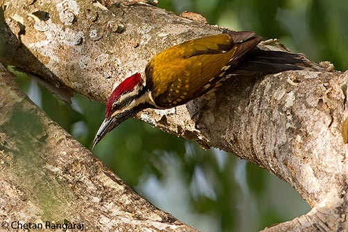 A male Black-rumped Flameback <i>(Dinopium benghalense)</i> woodpecker on the lookout for grubs.