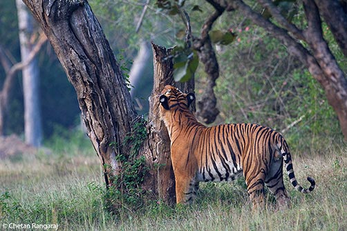A male Bengal Tiger <i>(Panthera tigris)</i> checking for territorial markings on a tree.