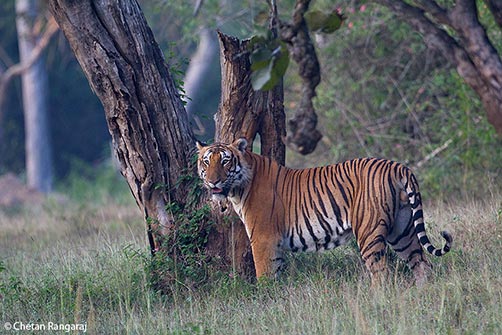 A male Bengal Tiger <i>(Panthera tigris)</i> looking back at us after checking for territorial markings on a tree.