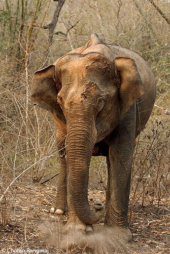 An irate female asian elephant <i>(Elephas maximus indicus)</i> after a dust bath.
