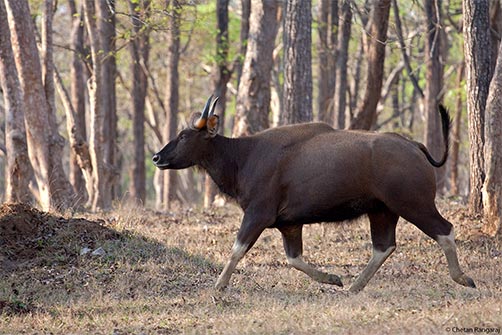 A Gaur <i>(Bos gaurus)</i>, the largest wild cattle in the world, on the run.