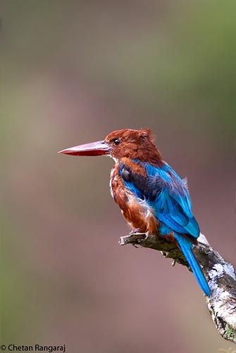 A young White-throated Kingfisher <i>(Halcyon smyrnensis)</i> perched on a twig.