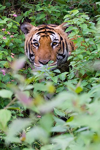 A male Bengal Tiger <i>(Panthera tigris)</i> peering out from a dense lantana thicket.