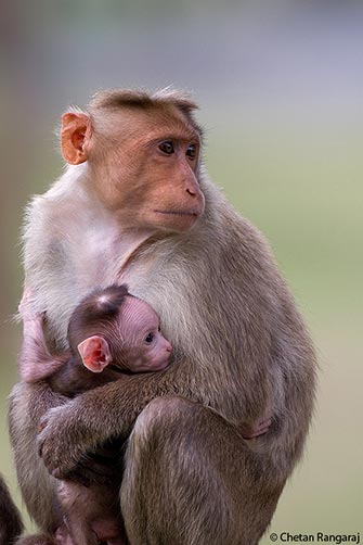 A Bonnet Macaque <i>(Macaca radiata)</i> mother and child.