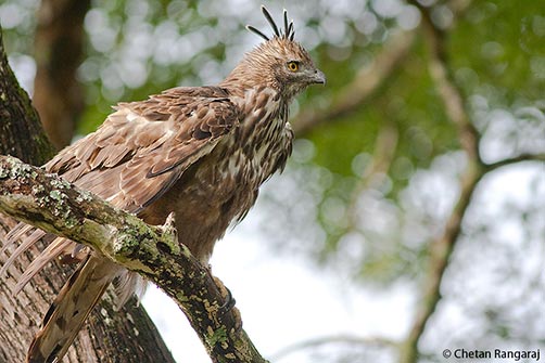 A Crested Hawk-Eagle <i>(Nisaetus cirrhatus)</i> with ruffled feathers.