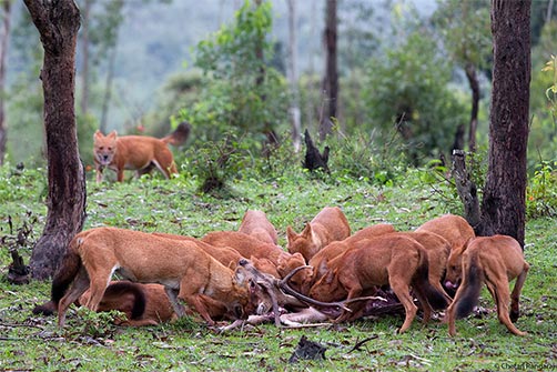 A pack of Dholes <i>(Cuon alpinus)</i> tearing apart a Spotted Deer <i>(Axis axis)</i> stag.