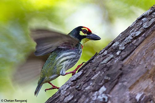 A Coppersmith Barbet <i>(Megalaima haemacephala)</i> touching down on a branch.