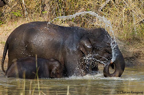 Mother and calf cooling off in a waterhole.