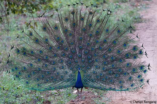 A Blue Indian Peacock <i>(Pavo cristatus)</i> trying to impress the ladies.