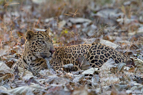 A male leopard <i>(Panthera pardus)</i> staring into the distance.