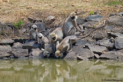 A troop of langurs <i>(Semnopithecus hypoleucos)</i> drinking out of a waterhole.
