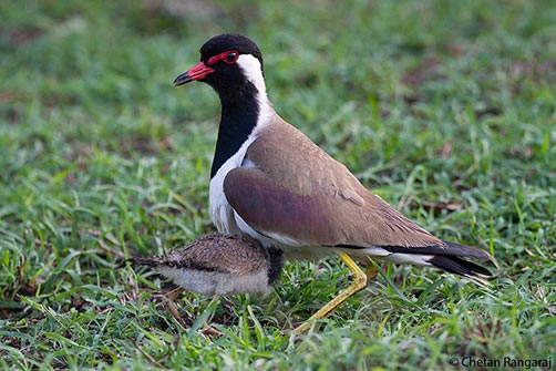 A Red-wattled Lapwing <i>(Vanellus indicus)</i> juvenile sheltering under its parent.