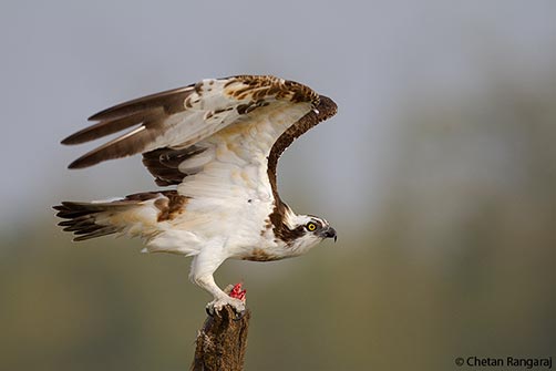 An Osprey <i>(Pandion haliaetus)</i> ready to lift-off with a fish in its talons.