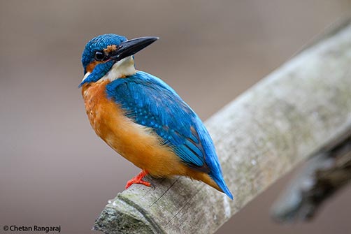 A common kingfisher <i>(Alcedo atthis taprobana)</i> on the banks of the Kabini.