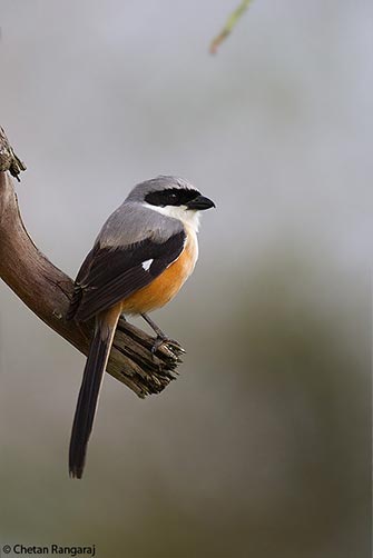 A Long-tailed Shrike <i>(Lanius schach)</i> perced on a branch.
