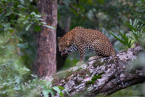 A male Leopard <i>(Panthera Pardus)</i> grooming.