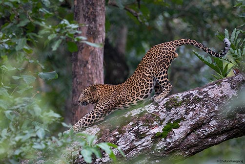 A male Leopard <i>(Panthera Pardus)</i> stretching.