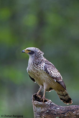 A young Crested Serpent Eagle <i>(Spilornis cheela)</i>.