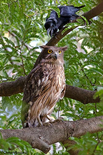 A large billed crow <i>(Corvus macrorhynchos)</i> all set to surprise a brown fish-owl <i>(Bubo zeylonensis leschenault)</i>.