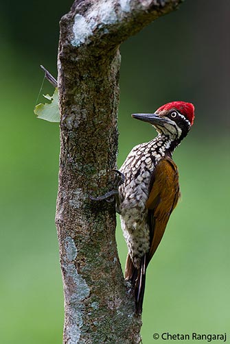 A Greater Flameback <i>(Chrysocolaptes lucidus)</i> woodpecker.
