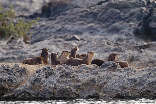 A group of nine Smooth-coated otters <i>(Lutrogale perspicillata)</i> on a sand bank.