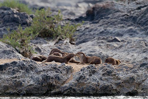 Smooth-coated Otters <i>(Lutrogale perspicillata)</i> on the banks of the river Cauvery.