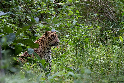 A male Leopard <i>(Panthera Pardus)</i> on the lookout.