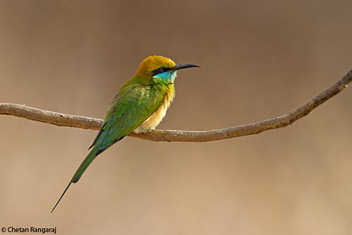 A green bee-eater <i>(Merops orientalis)</i> perched on a twig.