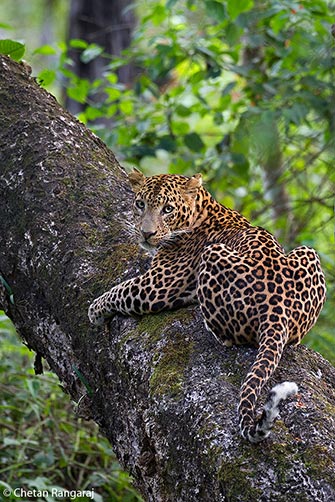 A young male Leopard <i>(Panthera Pardus)</i>.